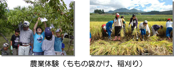 農業体験(ももの袋かけ、稲刈り) 農業体験(ももの袋かけ、稲刈り)